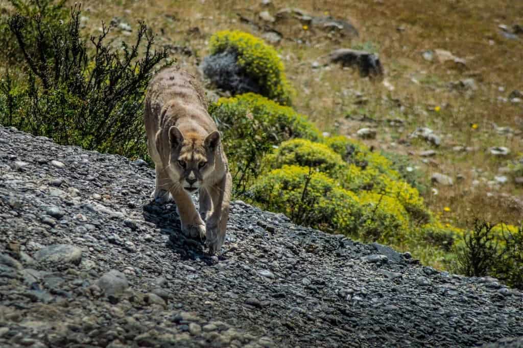 Fauna y naturaleza de la estepa patagónica vista desde el tren